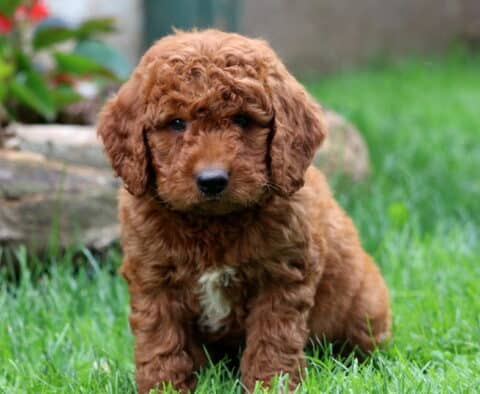 Duke Mini Goldendoodle