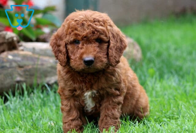 Duke Mini Goldendoodle image