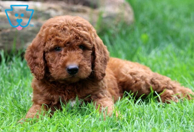 Duke Mini Goldendoodle3 image