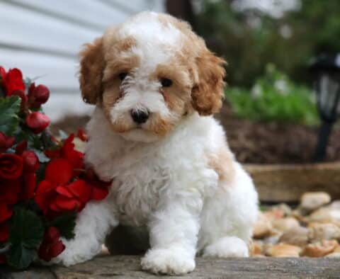 Easton Mini Poodle