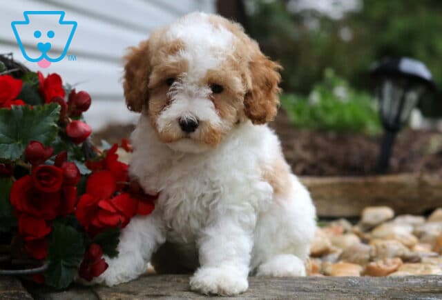 Easton Mini Poodle image