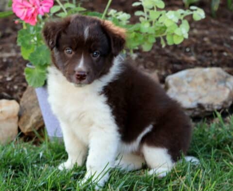 Eby Border Collie Mix