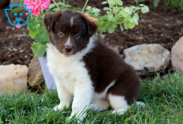 Eby Border Collie Mix image