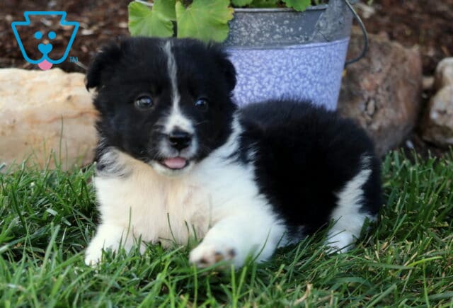 Ella Border Collie Mix image