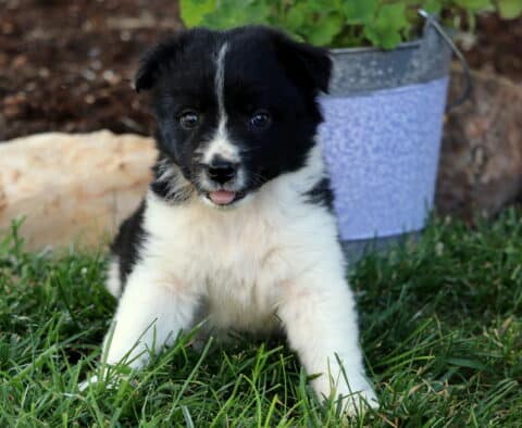 Ella Border Collie Mix2