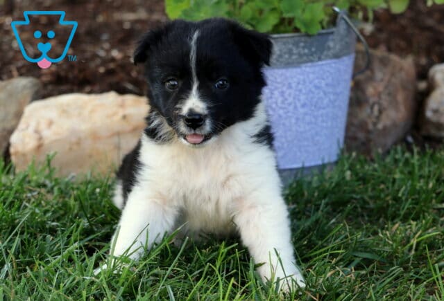 Ella Border Collie Mix2 image