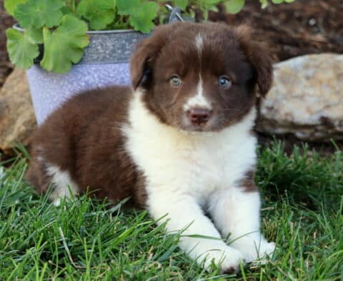 Ellis Border Collie Mix