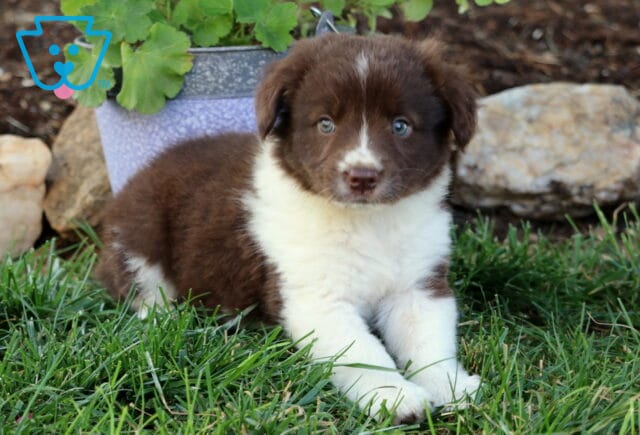 Ellis Border Collie Mix image