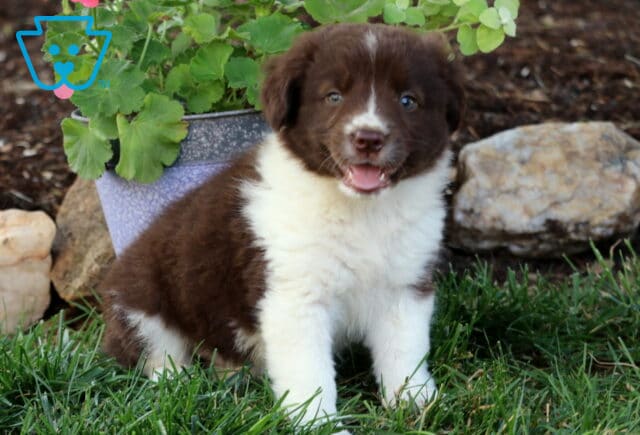 Ellis Border Collie Mix2 image