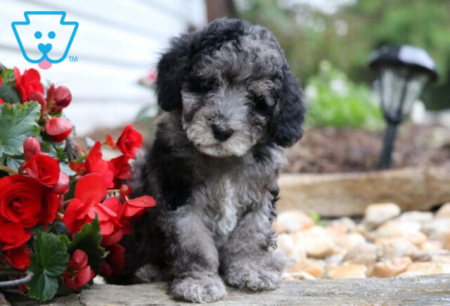 Ellis Mini Poodle image