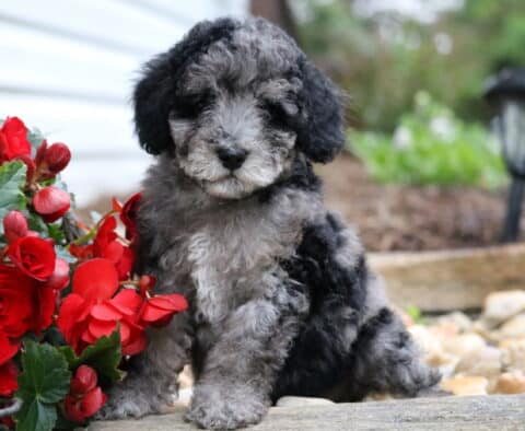 Ellis Mini Poodle2