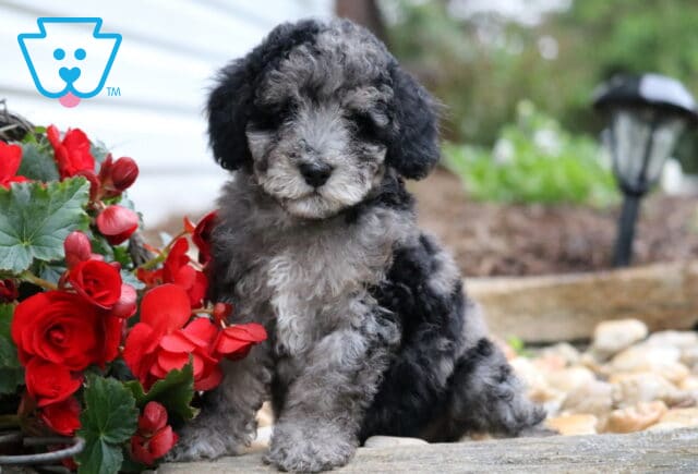 Ellis Mini Poodle2 image