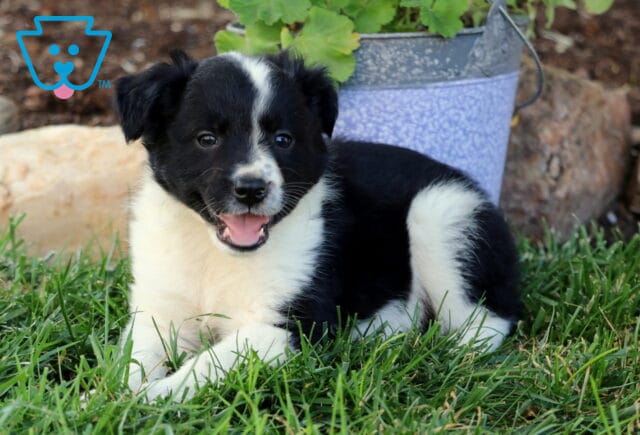 Erin Border Collie Mix image
