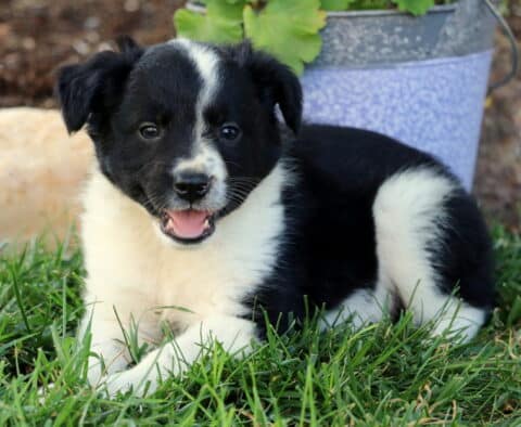 Erin Border Collie Mix2