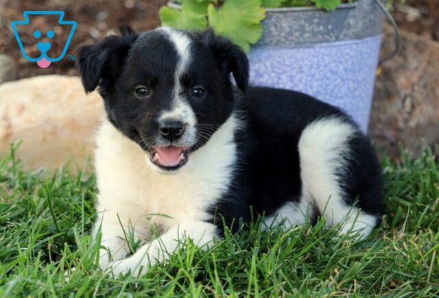 Erin Border Collie Mix2 image