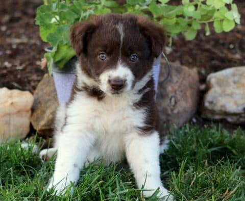 Eve Border Collie Mix