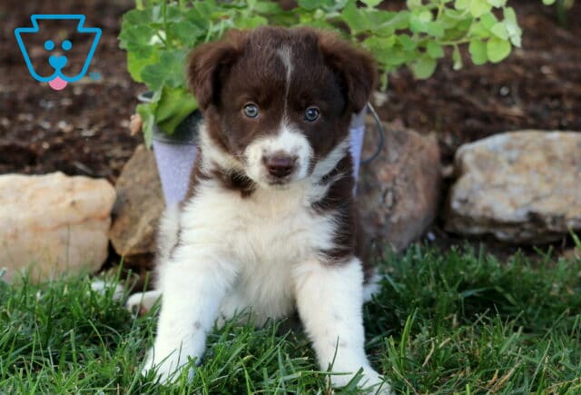 Eve Border Collie Mix image