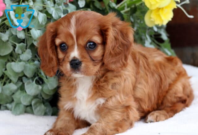 Adorable ruby-colored Cavalier King Charles Spaniel puppy with big, expressive eyes and a white chest, lying on a soft white blanket with vibrant flowers and greenery in the background. image