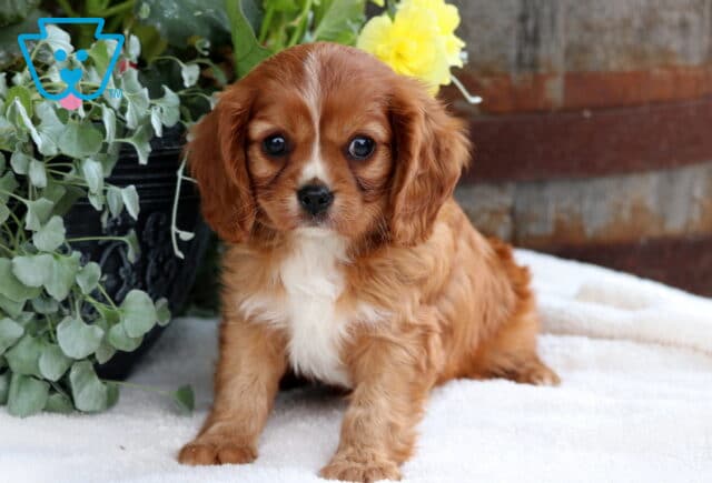 Sweet ruby Cavalier King Charles Spaniel puppy sitting on a white blanket in front of greenery and yellow flowers, looking calmly into the camera with soft, expressive eyes. image