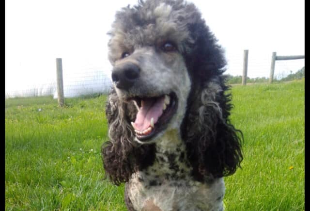 Fancy Nancy Standard Poodle Linda Esh image