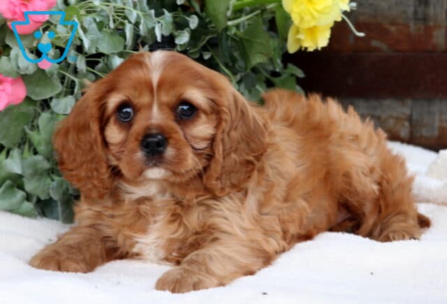Fluffy ruby Cavalier King Charles Spaniel puppy laying on a white blanket, with a sweet gaze and surrounded by vibrant pink and yellow flowers and greenery. image