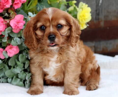 Cute ruby Cavalier King Charles Spaniel puppy sitting in front of pink and yellow flowers with its tongue slightly out, showing off a soft coat and sweet, expressive eyes.