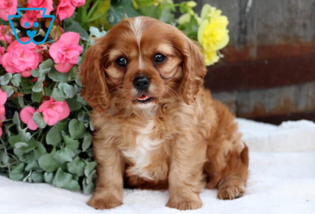 Cute ruby Cavalier King Charles Spaniel puppy sitting in front of pink and yellow flowers with its tongue slightly out, showing off a soft coat and sweet, expressive eyes. image