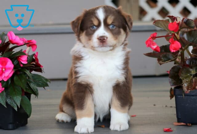 Charming brown and white Mini Australian Shepherd puppy sitting upright between pots of pink flowers, showing off its striking blue eyes and fluffy coat. image