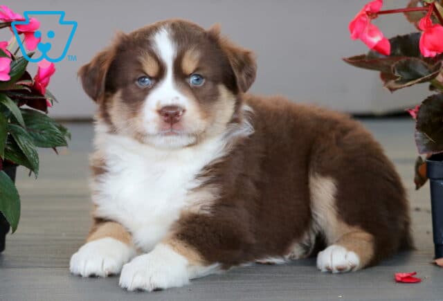 Adorable Mini Australian Shepherd puppy with a fluffy brown and white coat lying down between pots of bright pink flowers, looking calmly at the camera with striking blue eyes. image