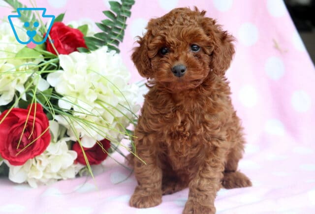 Playful Cavapoo puppy with a curly apricot coat and white markings lounging on a blue polka dot blanket, with red and white flowers adding a bright, cheerful background. image