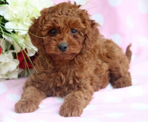 Giggles Cavapoo2