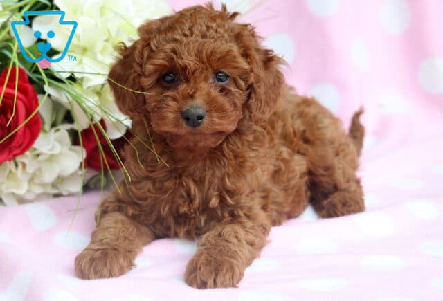 Curly-haired Cavapoo puppy lying down on a soft pink polka dot blanket, gazing sweetly at the camera. Surrounded by red and white flowers, this pup’s rich apricot coat shines with charm. image
