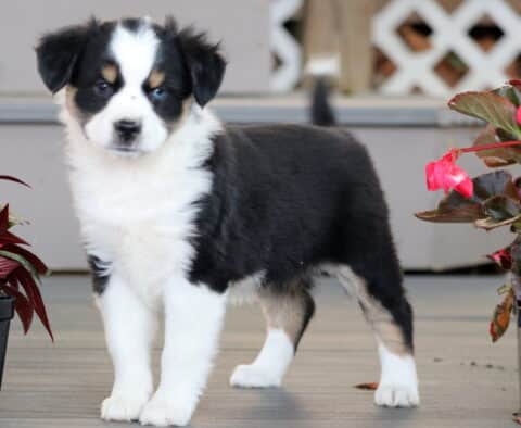Gigi Mini Australian Shepherd