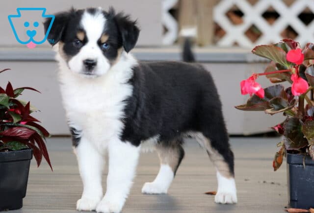 Mini Australian Shepherd puppy with a black, white, and tan coat standing tall on a wooden porch, framed by bright pink flowers in planters on both sides. image