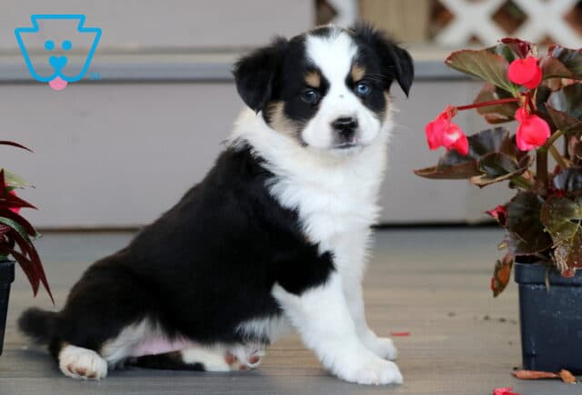 Adorable Mini Australian Shepherd puppy with a black and white coat and tan accents, sitting sweetly on a porch beside vibrant pink flowers in bloom. image