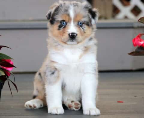 Girly Mini Australian Shepherd