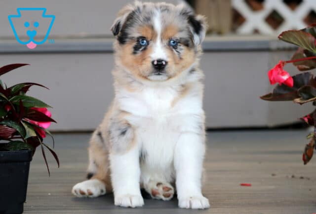 Striking Mini Australian Shepherd puppy with a merle coat and vivid blue eyes, sitting attentively on a porch between bright pink flower pots. image