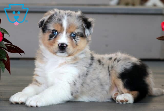 Adorable Mini Australian Shepherd puppy with a blue merle coat and piercing blue eyes, lying down on a wooden porch beside vibrant pink flowers. image