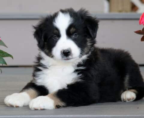 Fluffy Mini Australian Shepherd puppy with a black, white, and tan coat lying on a porch between two pots of pink flowers, looking calmly at the camera.