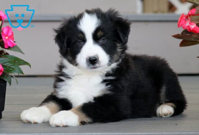 Fluffy Mini Australian Shepherd puppy with a black, white, and tan coat lying on a porch between two pots of pink flowers, looking calmly at the camera. image