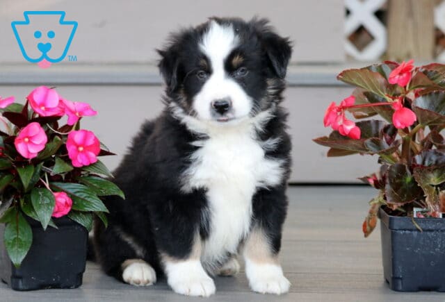 Adorable Mini Australian Shepherd puppy with a fluffy black, white, and tan coat sitting between two pots of bright pink flowers on a wooden porch. image