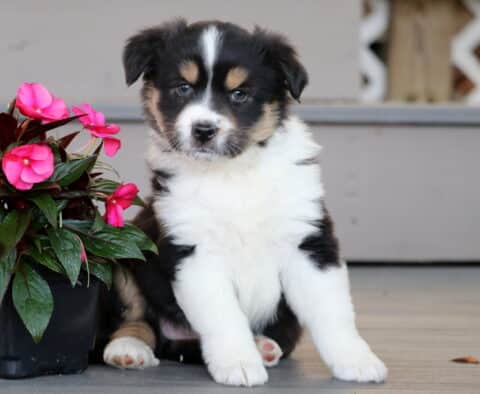 Glory Mini Australian Shepherd