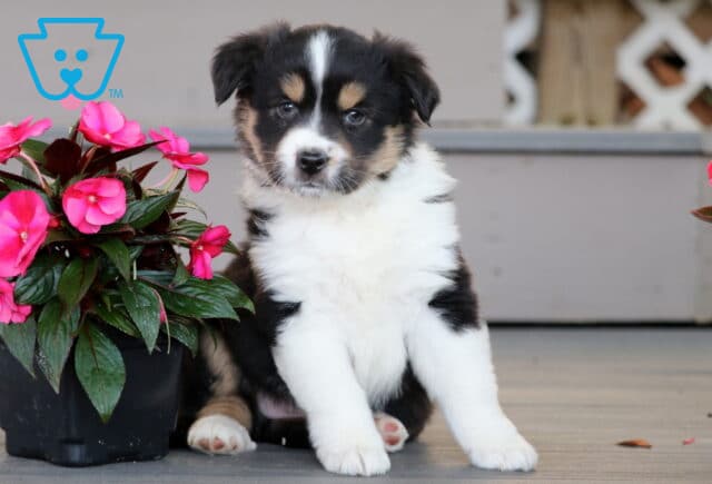 Cute Mini Australian Shepherd puppy with a black, tan, and white coat sitting upright beside a pot of bright pink flowers, gazing sweetly at the camera with a curious expression. image