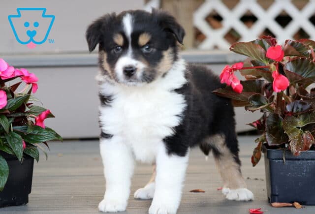 Mini Australian Shepherd puppy with a fluffy black, white, and tan coat standing alertly between two pots of bright flowers on a porch, looking confidently at the camera. image
