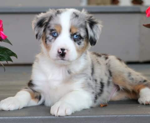 Gordy Mini Australian Shepherd