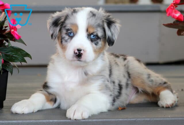 Adorable blue merle Mini Australian Shepherd puppy lying on a wooden porch, gazing forward with piercing blue eyes and a soft, speckled coat. image