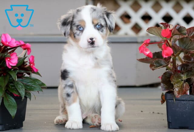 Blue merle Mini Australian Shepherd puppy with striking blue eyes, sitting calmly between two flower pots on a porch, showing off a soft multicolor coat. image