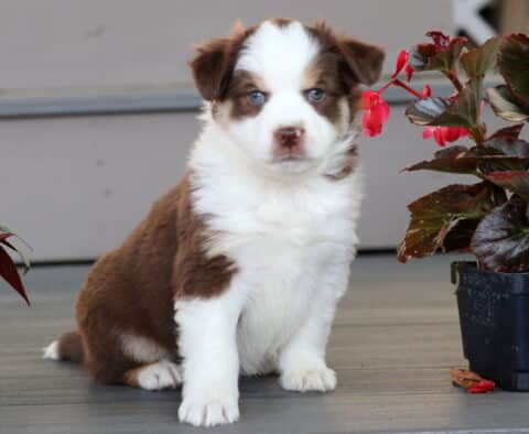 Adorable Mini Australian Shepherd puppy with a fluffy brown and white coat and striking blue eyes, sitting on a porch between two pots of red flowers.