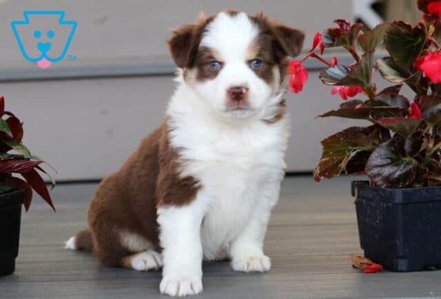 Adorable Mini Australian Shepherd puppy with a fluffy brown and white coat and striking blue eyes, sitting on a porch between two pots of red flowers. image