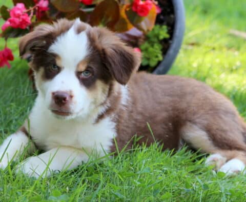 Graham Mini Australian Shepherd Retake